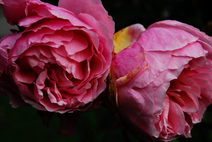 Rose by photographer Tomas Rodak