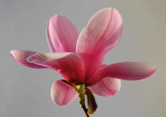 FLORAL – Magnolia