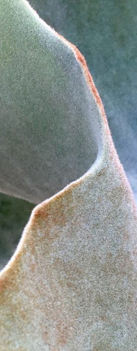 FLORAL – Leaf Scapes