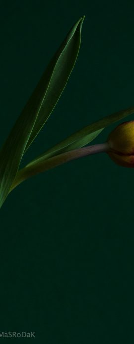 FLORAL – Tulip Love