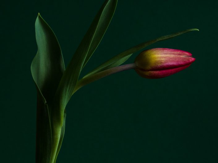 FLORAL - Tulip Love