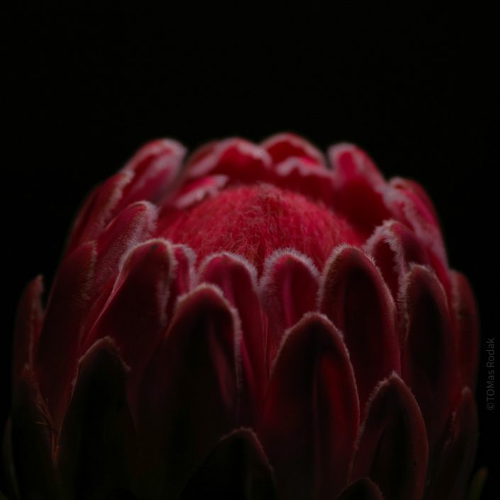 FLORAL – Protea – South African Beauties