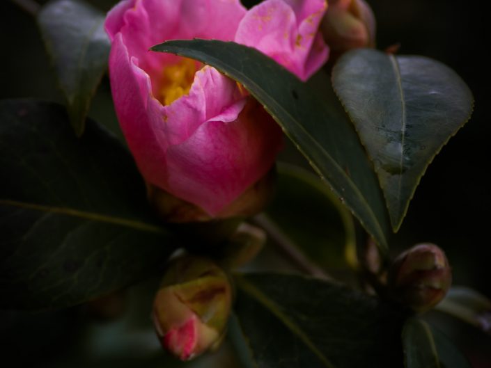 FLORAL - Camellia  - Kiss of the spring...