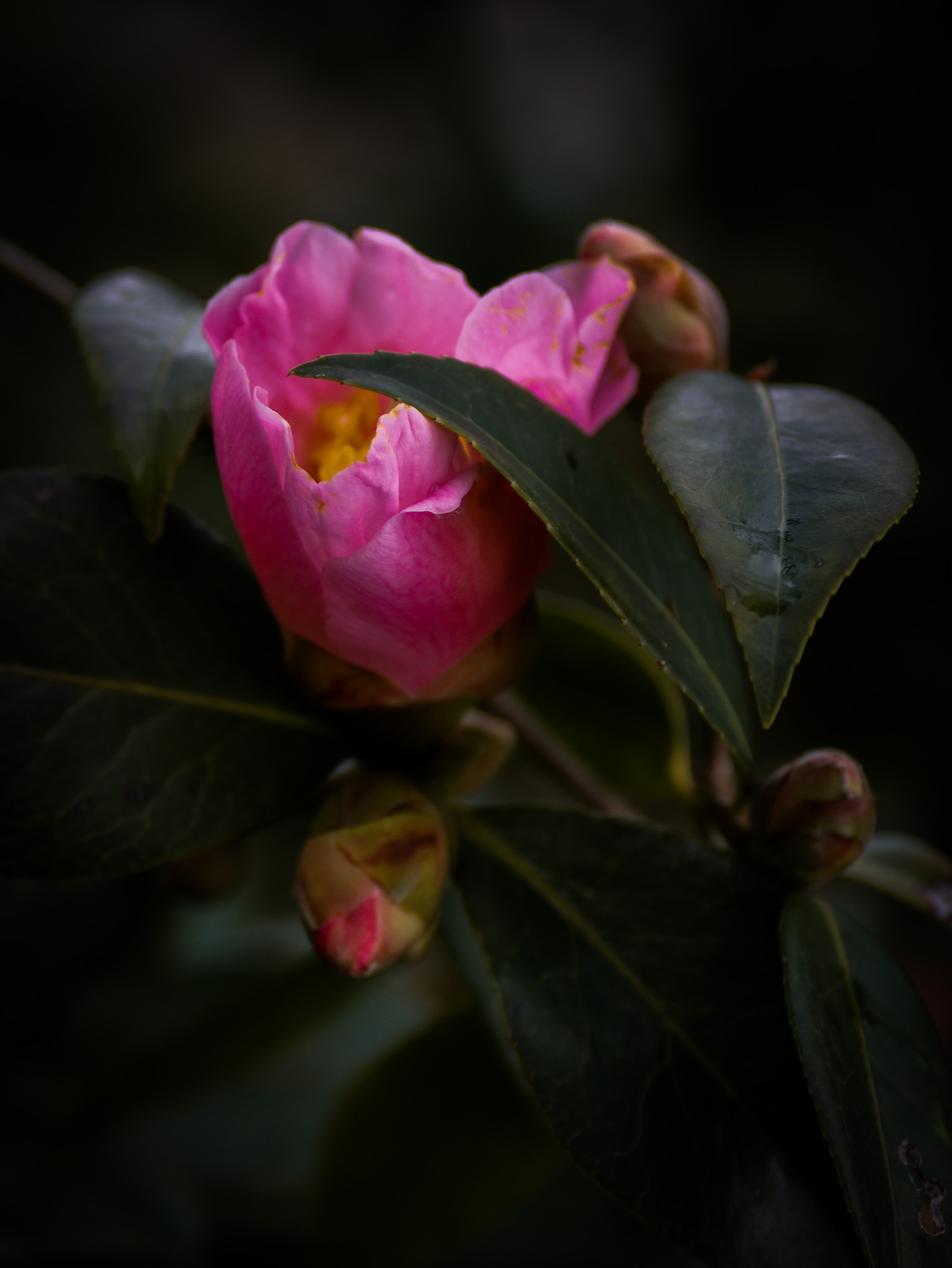 FLORAL – Camellia  – Kiss of the spring…