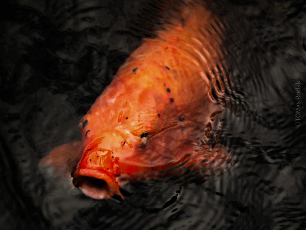 Koi Goldfish